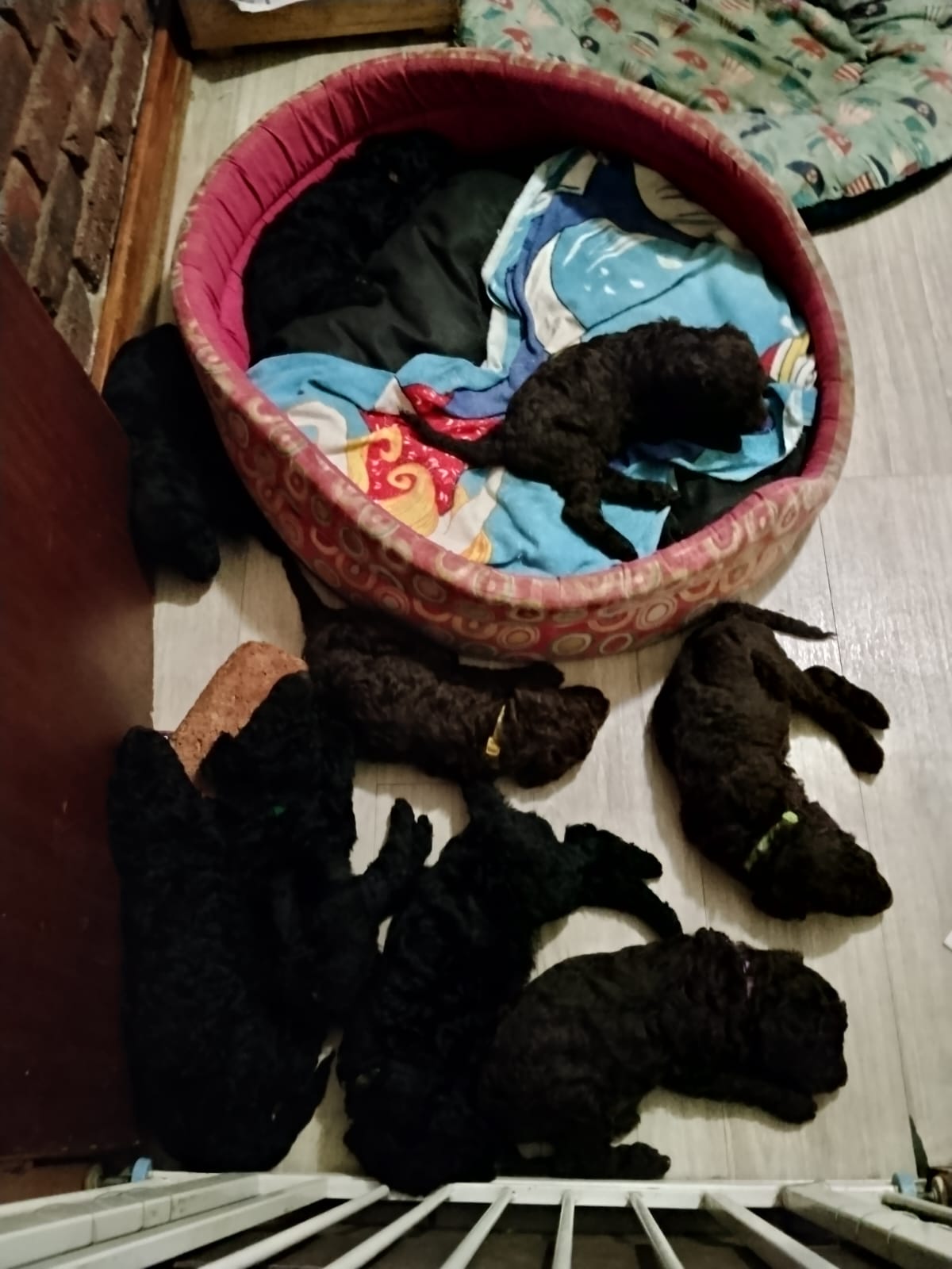 Standard French Poodle photo 3