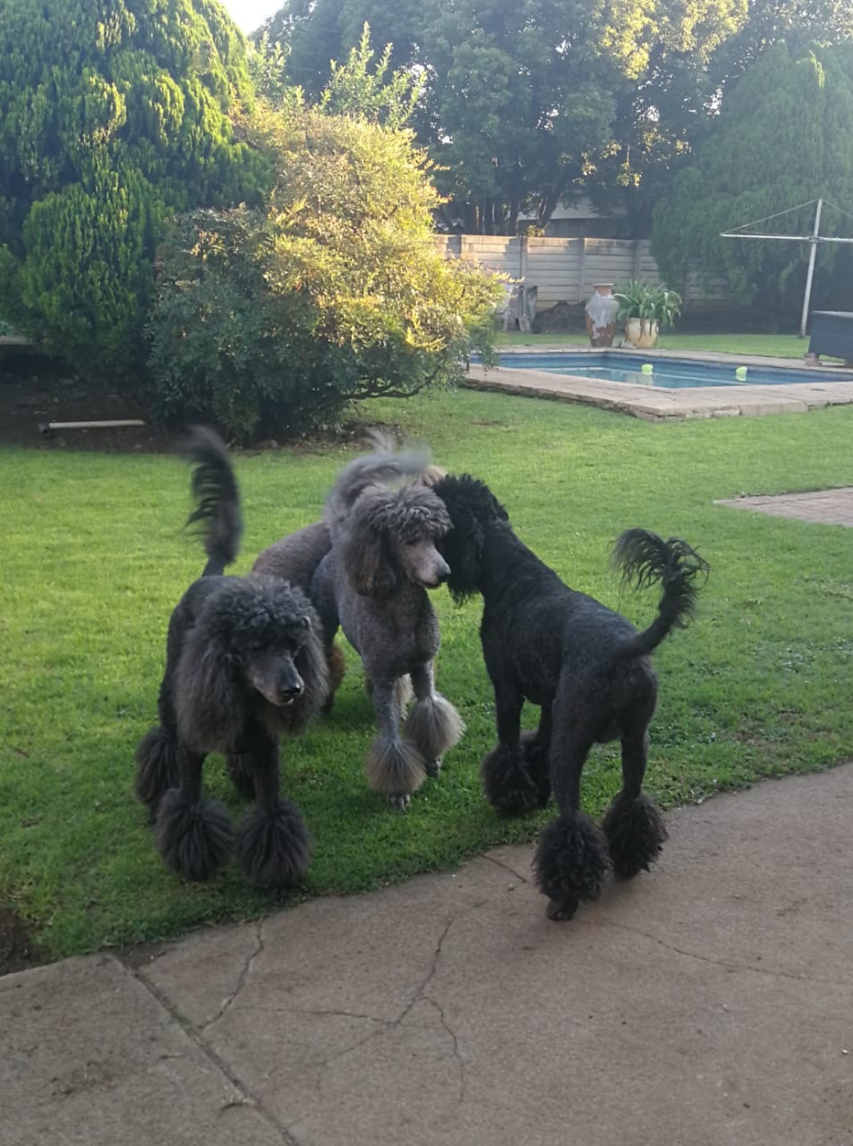 Standard French Poodle photo 4