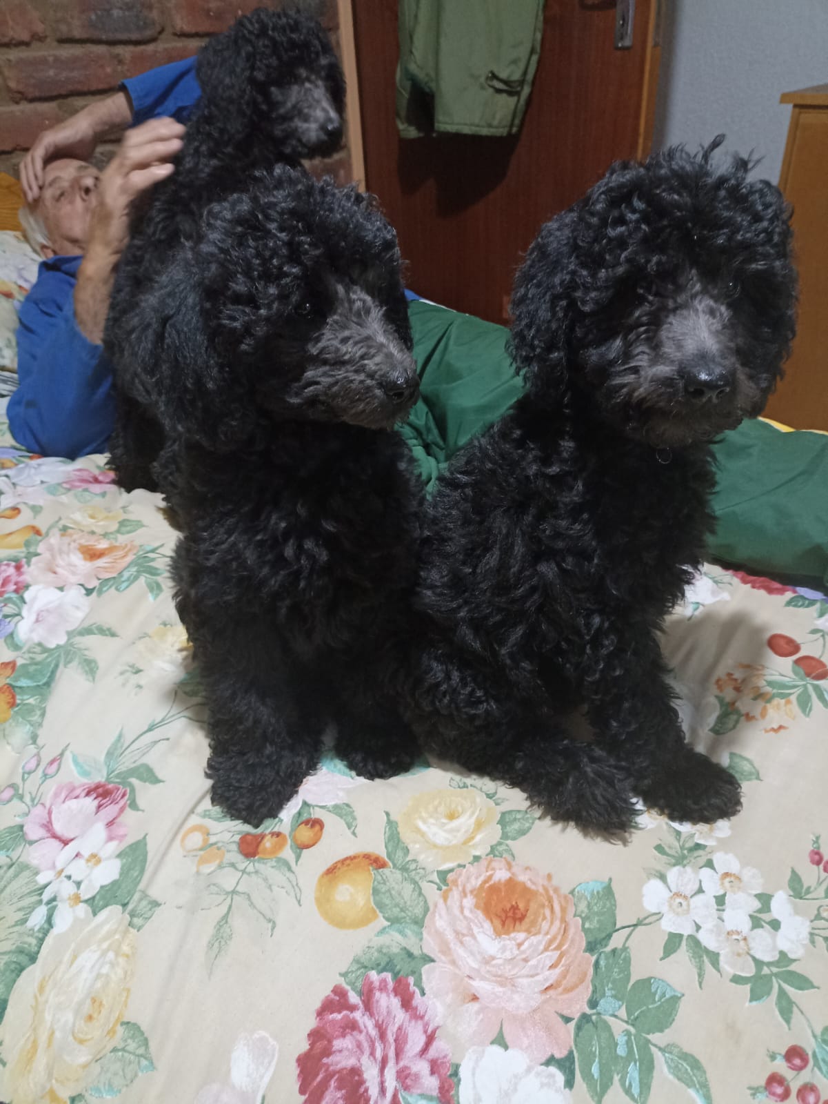 Standard French Poodle photo 6