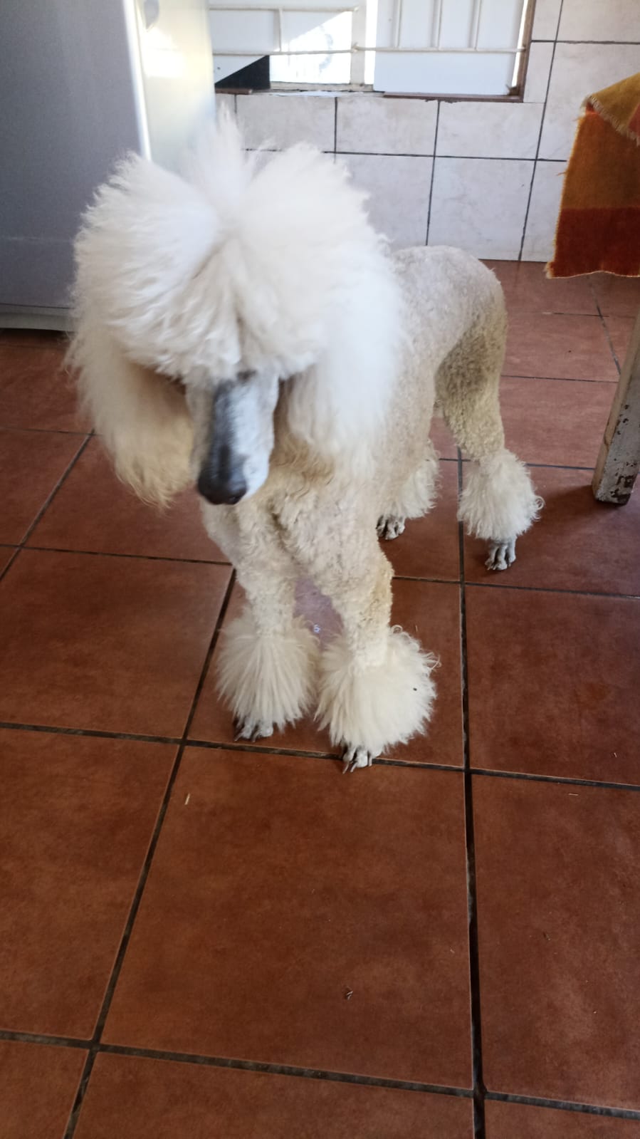 Standard French Poodle photo 5