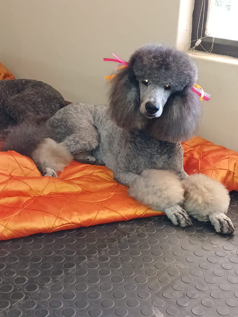 Standard French Poodle photo 7