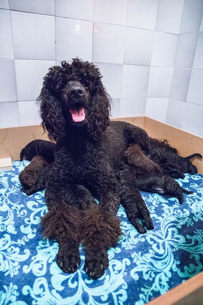 Standard French Poodle photo 10