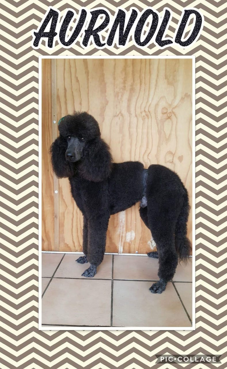 Standard French Poodle photo 9