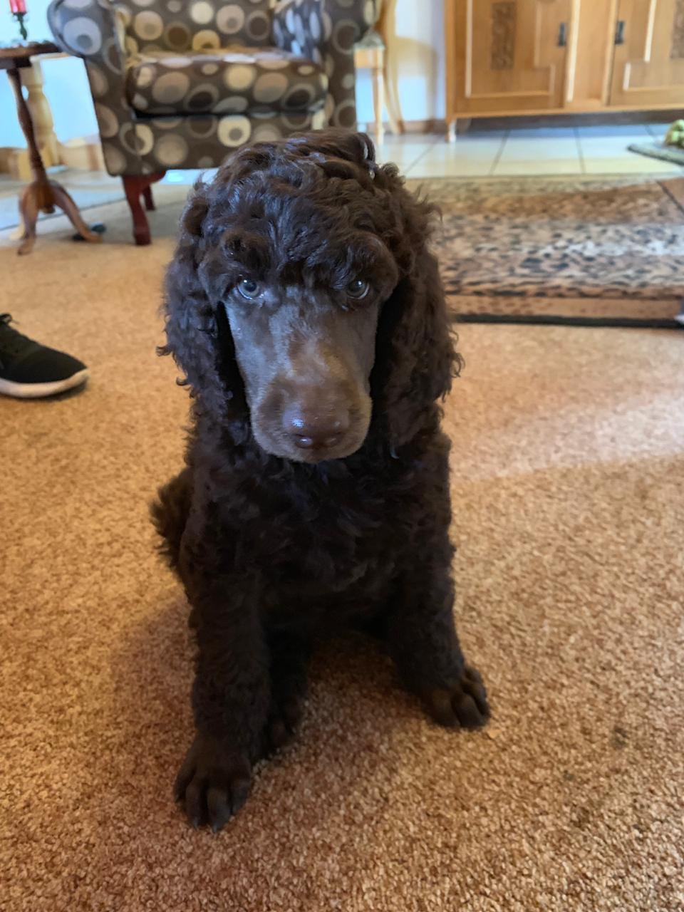 Standard French Poodle photo 14