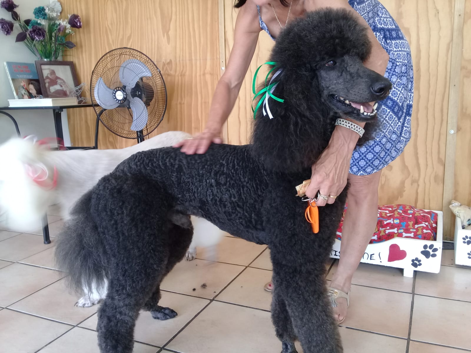 Standard French Poodle photo 13