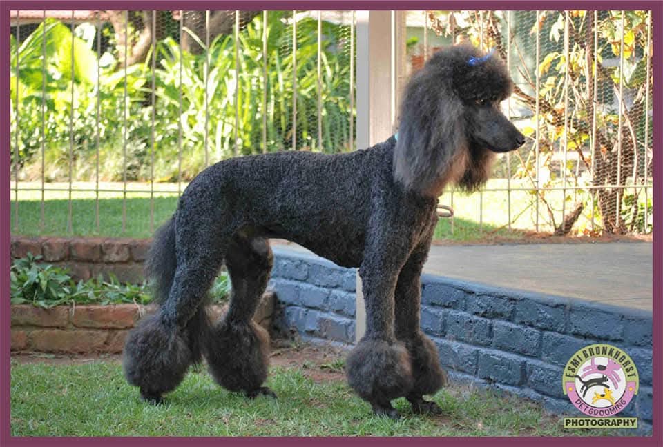 Standard French Poodle photo 16