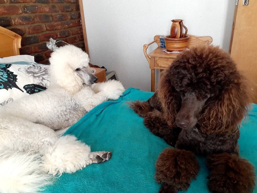 Standard French Poodle photo 15