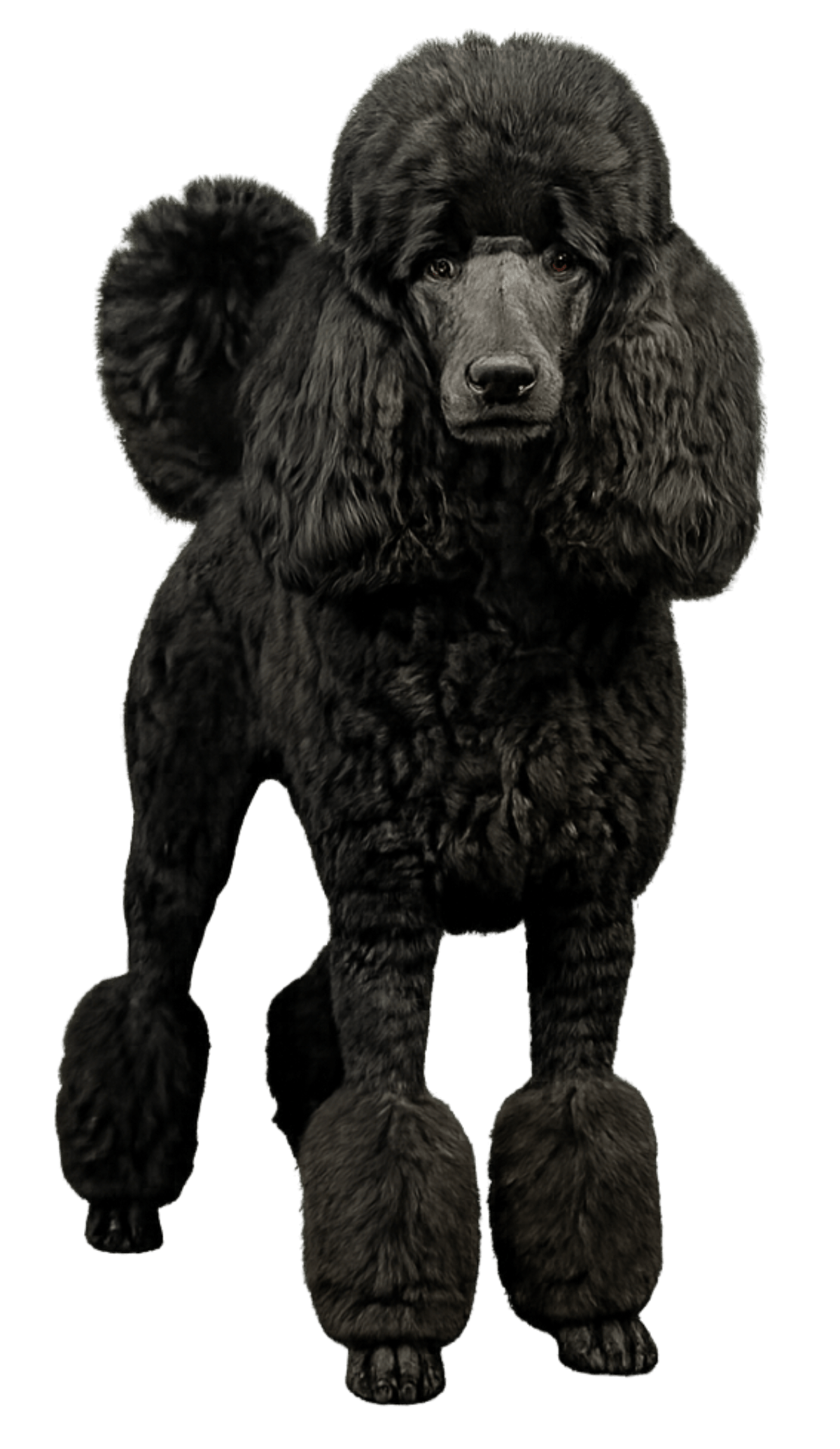 Standard black French poodle in show clip, full portrait